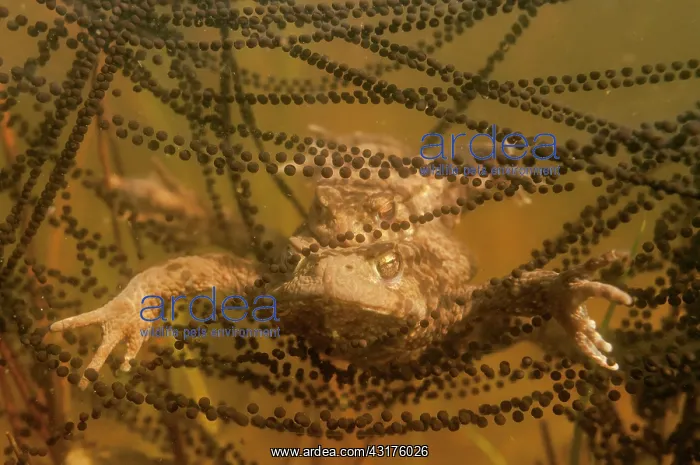 : Common Toad : Common Toad
