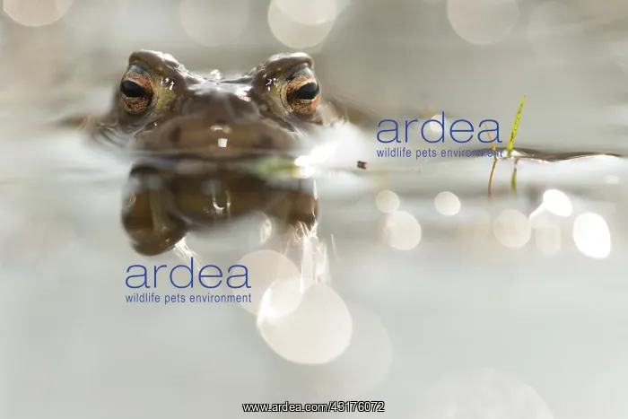 : Common Toad : Common Toad
