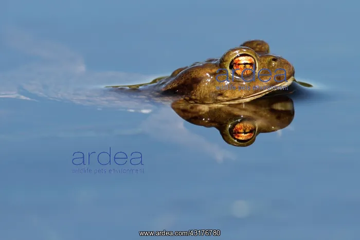 : Common Toad : Common Toad