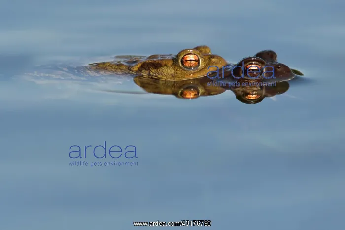 : Common Toad : Common Toad
