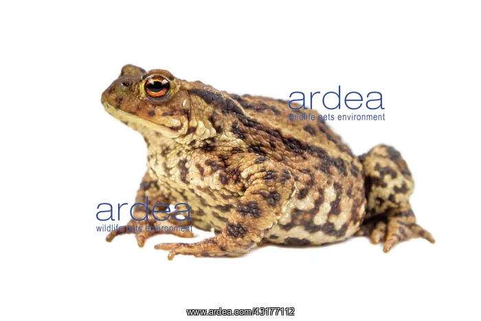 : Common Toad : Common Toad