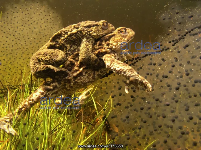 : Common Toad : Common Toad