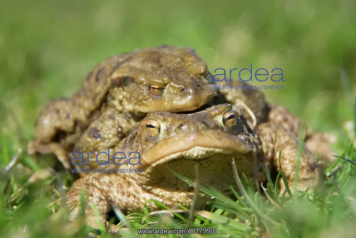 : Common Toad : Common Toad