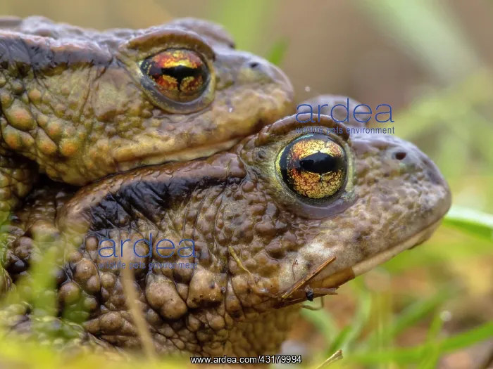 : Common Toad : Common Toad