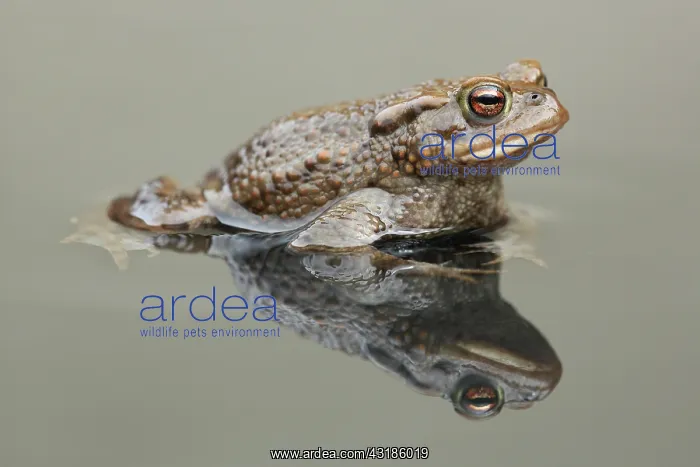 : Common Toad : Common Toad