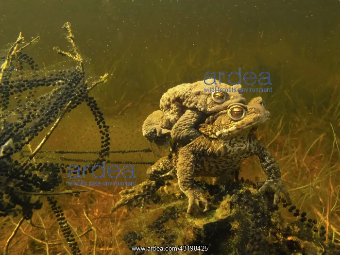 : Common Toad : Common Toad