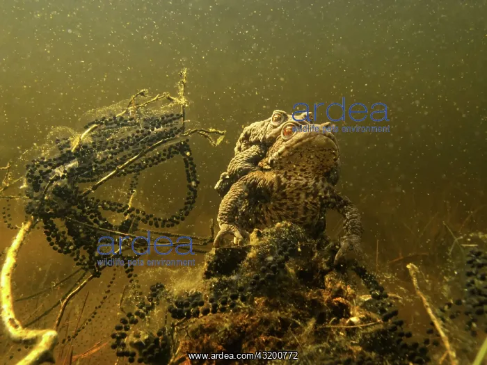: Common Toad : Common Toad