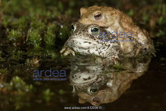 : Common Toad : Common Toad