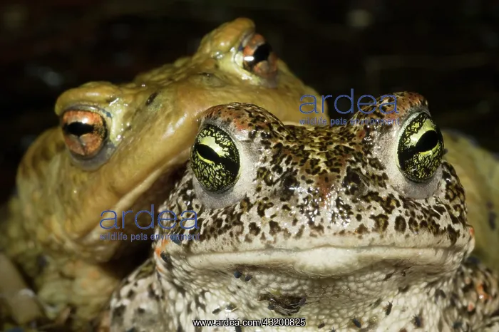 : Common Toad : Common Toad