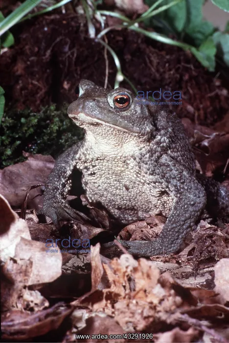 : COMMON TOAD : COMMON TOAD