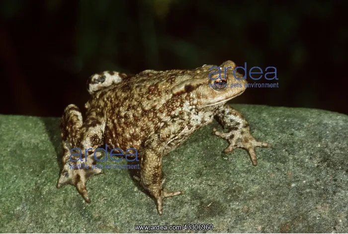 : COMMON TOAD : COMMON TOAD