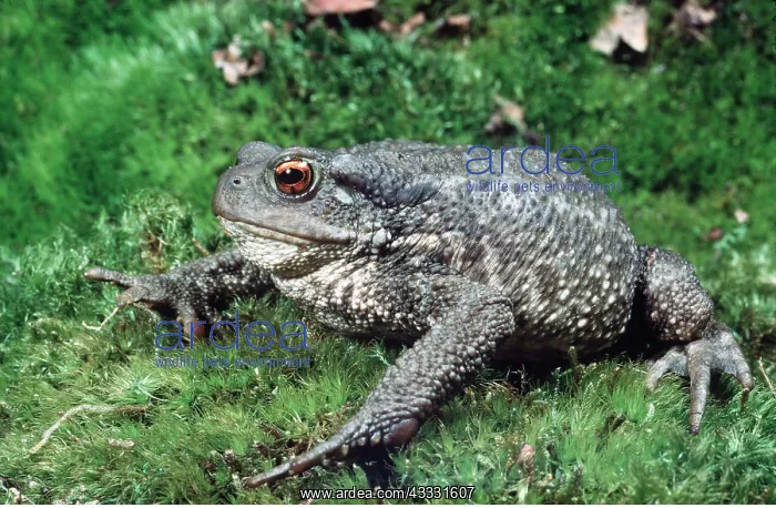 : COMMON TOAD : COMMON TOAD