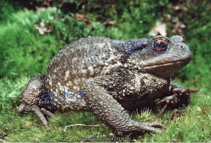 : COMMON TOAD : COMMON TOAD