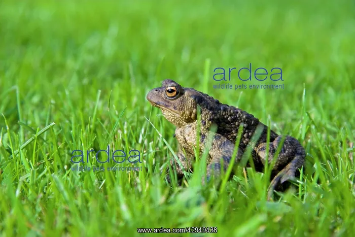  : Common Toad - Adult female sitting in grass