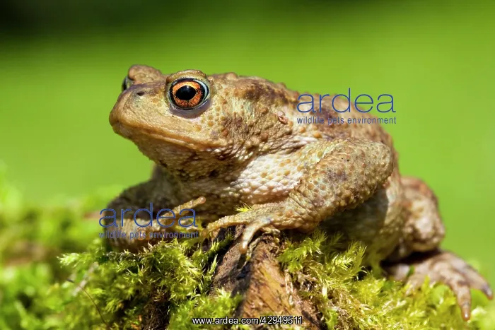 : Common Toad - Adult female sitting on moss covered log : Common Toad - Adult female sitting on moss covered log