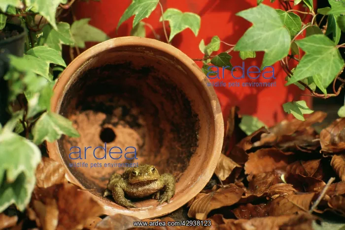 : Common Toad - Adult in flowerpot : Common Toad - Adult in flowerpot