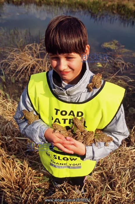 : Common TOAD - boy carrying many toads, which have : Common TOAD - boy carrying many toads, which have