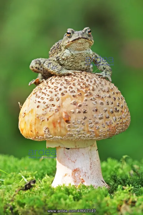 : Common Toad (Bufo bufo) adult, sitting on toadstool, on : Common Toad (Bufo bufo) adult, sitting on toadstool, on