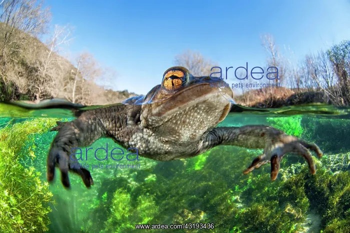 : Common toad (Bufo bufo) floats on the surface of : Common toad (Bufo bufo) floats on the surface of