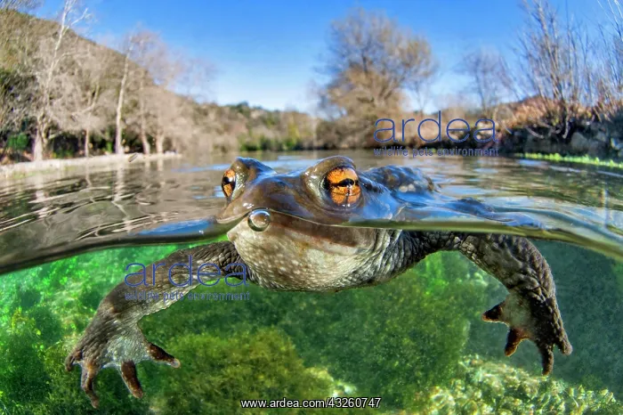 : Common toad (Bufo bufo) floats on the surface of : Common toad (Bufo bufo) floats on the surface of