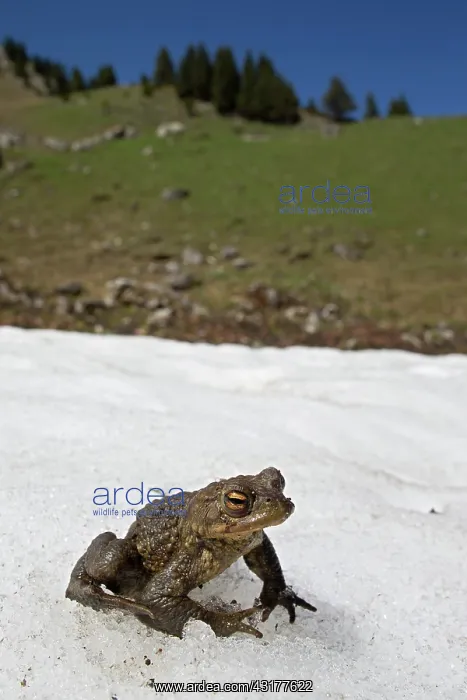 : Common Toad (Bufo bufo) male on snow, near a small : Common Toad (Bufo bufo) male on snow, near a small