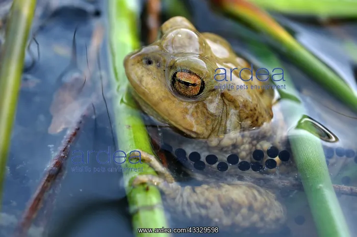: Common Toad (Bufo bufo) male surrounded by eggs : Common Toad (Bufo bufo) male surrounded by eggs