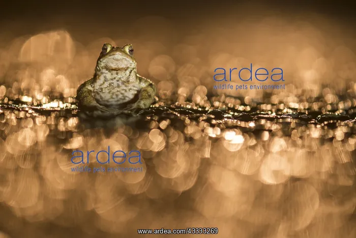 : Common Toad (Bufo bufo) male on wet road after : Common Toad (Bufo bufo) male on wet road after
