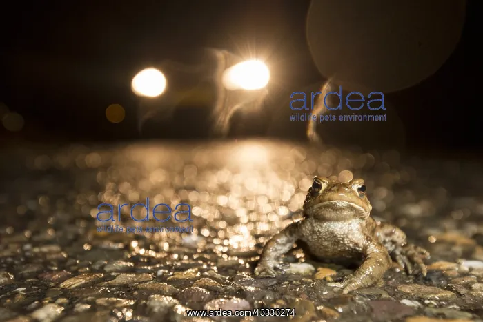 : Common Toad (Bufo bufo) male on wet road during : Common Toad (Bufo bufo) male on wet road during