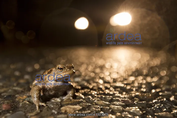 : Common Toad (Bufo bufo) male on wet road during : Common Toad (Bufo bufo) male on wet road during