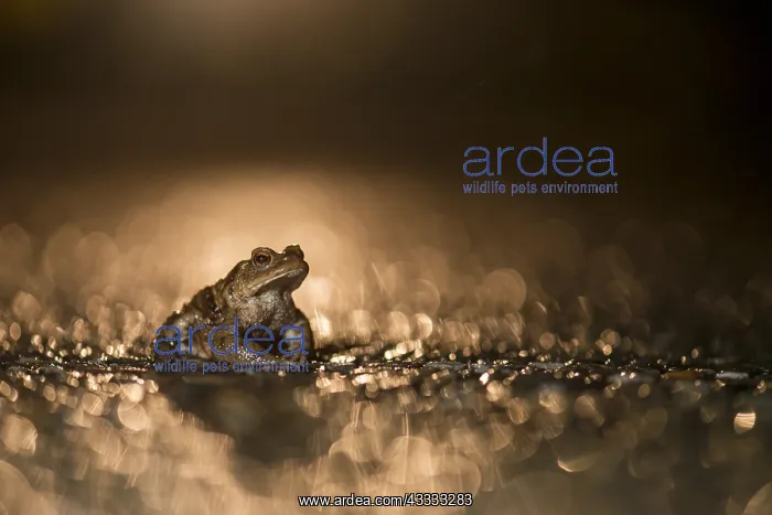 : Common Toad (Bufo bufo) male on wet road during : Common Toad (Bufo bufo) male on wet road during