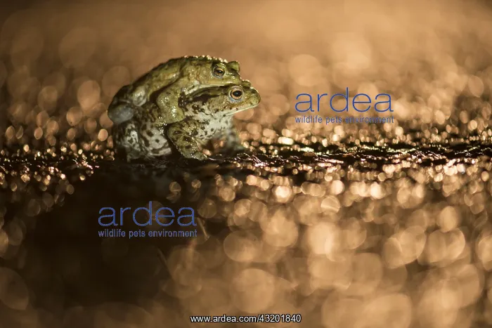 : Common Toad (Bufo bufo) mating couple on wet ro : Common Toad (Bufo bufo) mating couple on wet ro