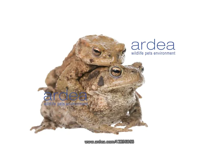 : Common Toad (Bufo bufo) migrating pair isolated : Common Toad (Bufo bufo) migrating pair isolated