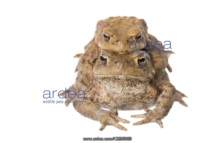 : Common Toad (Bufo bufo) migrating pair isolated : Common Toad (Bufo bufo) migrating pair isolated