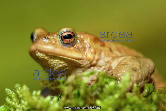 : Common toad (Bufo bufo) on moss, animal portrait : Common toad (Bufo bufo) on moss, animal portrait