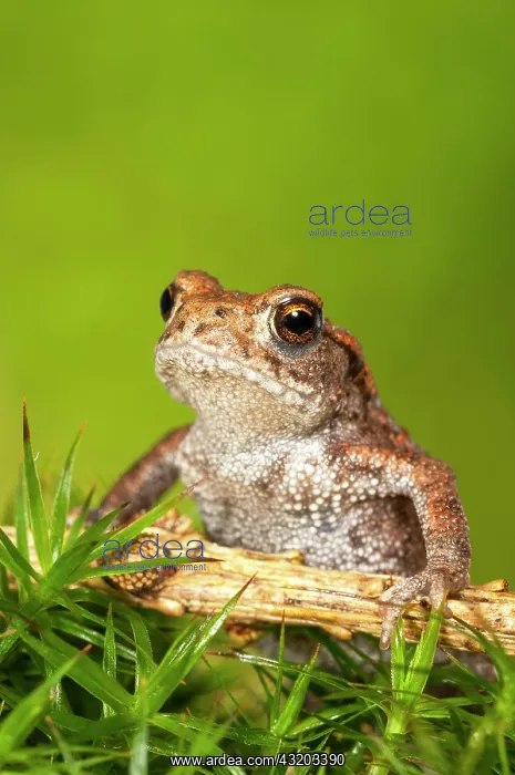 : Common toad (Bufo bufo) on moss, juvenile, Baden-Warttemberg : Common toad (Bufo bufo) on moss, juvenile, Baden-Warttemberg