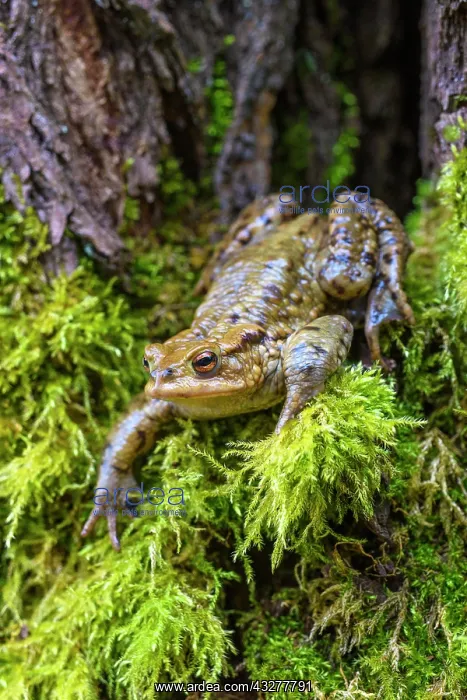 : Common toad (Bufo bufo), sits in moss, Baden-W&, x32d3496d;be : Common toad (Bufo bufo), sits in moss, Baden-W&, x32d3496d;be