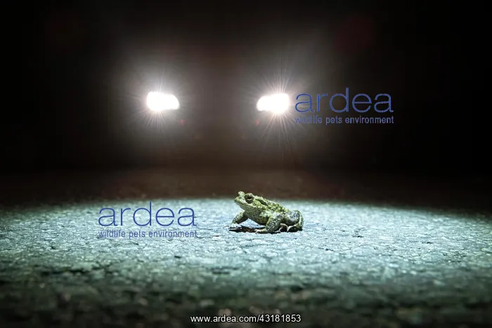 : Common toad (Bufo bufo) during toad migration at : Common toad (Bufo bufo) during toad migration at