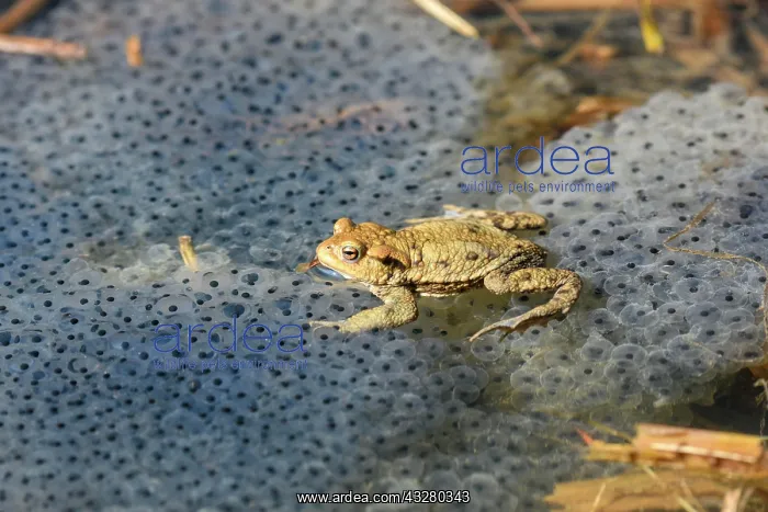  : Common toad (Bufo bufo) in the water between spawn