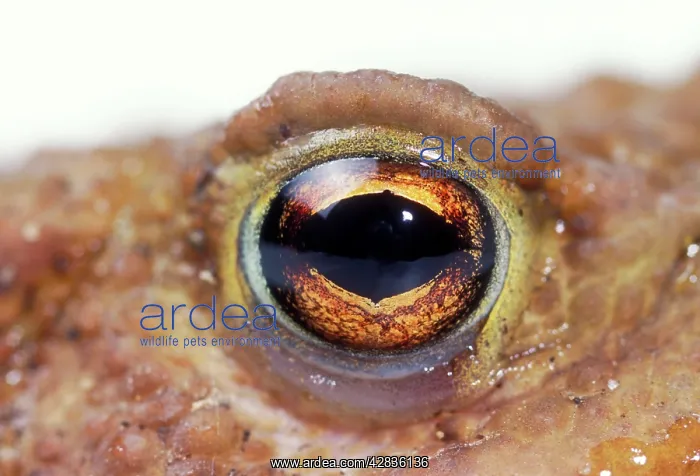: Common TOAD - close-up of eye : Common TOAD - close-up of eye