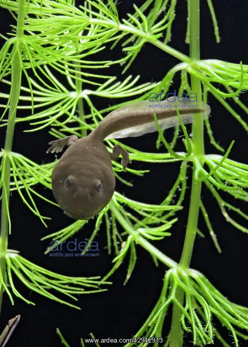 : Common toad E tadpole with 2 legs : Common toad E tadpole with 2 legs