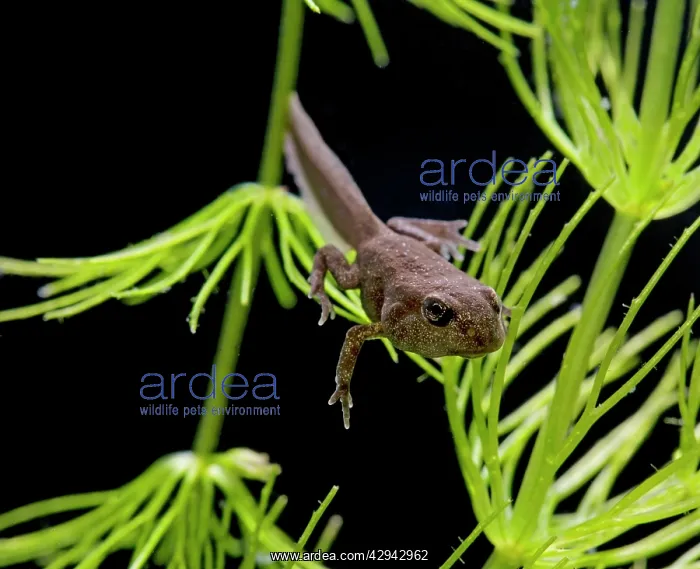 : Common toad E tadpole with 4 legs : Common toad E tadpole with 4 legs