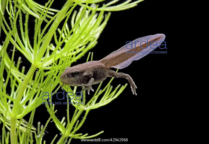 : Common toad E tadpole with 4 legs : Common toad E tadpole with 4 legs