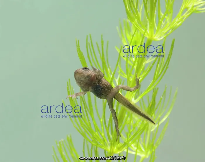 : Common toad E tadpole with 4 legs : Common toad E tadpole with 4 legs