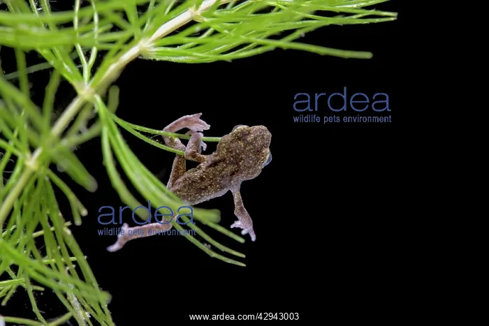 : Common toad E tadpole with 4 legs but no tail : Common toad E tadpole with 4 legs but no tail