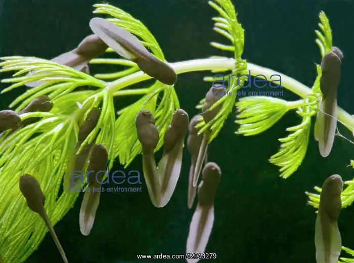 : Common Toad E tadpoles x1 : Common Toad E tadpoles x1