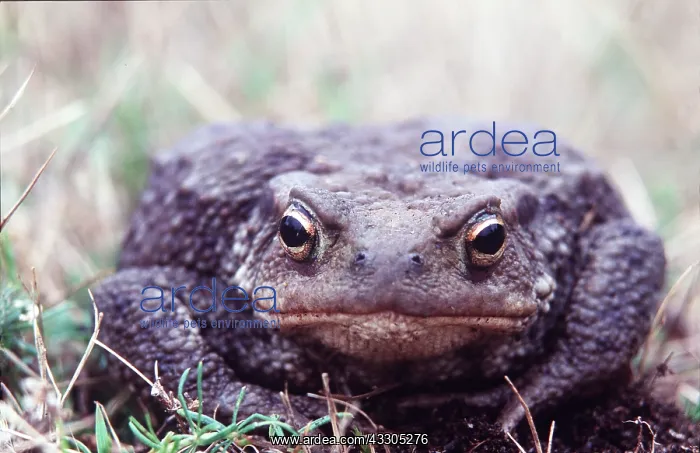 : COMMON TOAD - Facing : COMMON TOAD - Facing