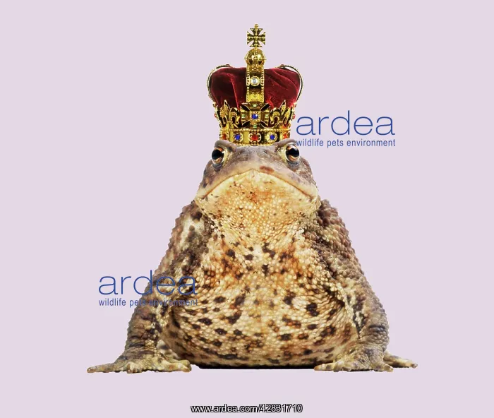  : Common Toad - 'Frog Prince' wearing crown