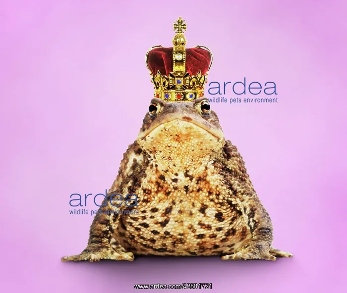 : Common Toad - Frog Prince wearing crown : Common Toad - Frog Prince wearing crown