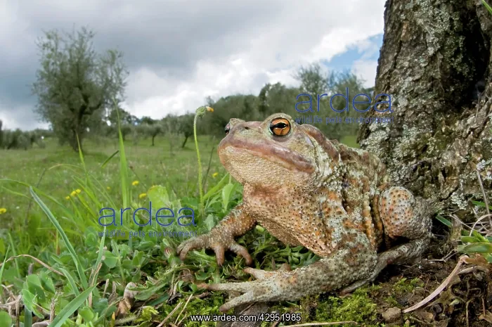 : Common Toad - in habitat : Common Toad - in habitat