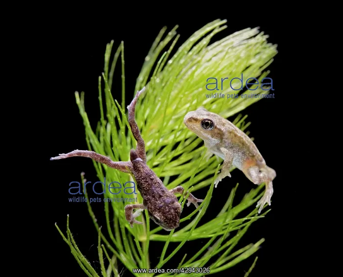 : Common toad on left & Common frog (Rana temporaria) : Common toad on left & Common frog (Rana temporaria)